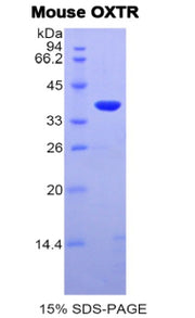 Figure 1. SDS-PAGE