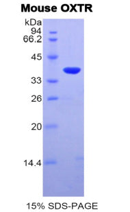 Figure 1. SDS-PAGE