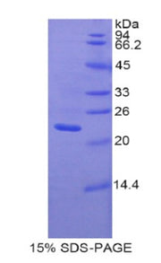 Figure 1. SDS-PAGE