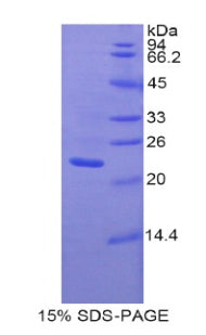 Figure 1. SDS-PAGE