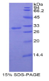 Figure 1. SDS-PAGE