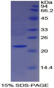 Figure 1. SDS-PAGE