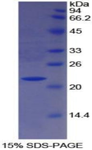 Figure 1. SDS-PAGE