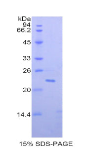 Figure 1. SDS-PAGE
