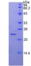 Figure 2. SDS-PAGE