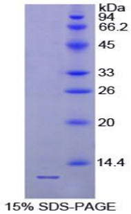 Figure 1. SDS-PAGE