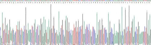 Recombinant Human Parathyroid Hormone (PTH)