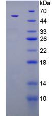 Figure 2. SDS-PAGE