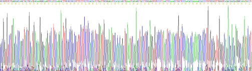 Recombinant Mouse Parathyroid Hormone Related Protein (PTHrP)