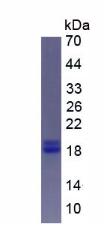 Figure 3. SDS-PAGE