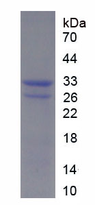 Figure 1. SDS-PAGE