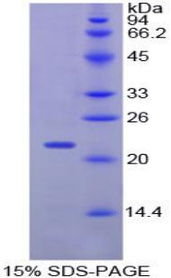 Figure 1. SDS-PAGE
