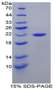 Figure 1. SDS-PAGE