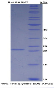 Figure 1. SDS-PAGE