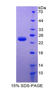 Figure 1. SDS-PAGE
