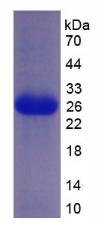 Figure 2. SDS-PAGE