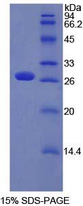 Figure 1. SDS-PAGE