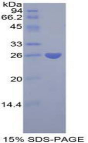 Figure 1. SDS-PAGE