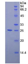 Figure 2. SDS-PAGE