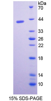 Figure 1. SDS-PAGE