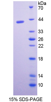Figure 1. SDS-PAGE