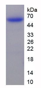 Figure 1. SDS-PAGE