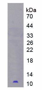 Figure 2. SDS-PAGE