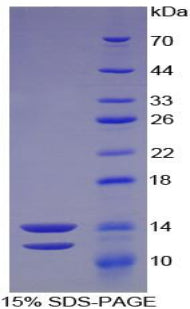 Figure 1. SDS-PAGE