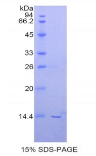 Figure 1. SDS-PAGE