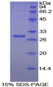 Figure 1. SDS-PAGE