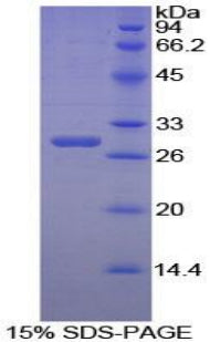 Figure 1. SDS-PAGE