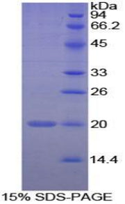 Figure 1. SDS-PAGE