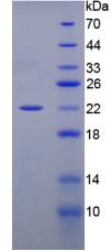 Figure 2. SDS-PAGE