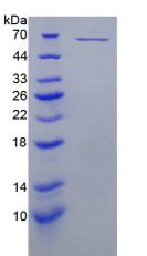 Figure 2. SDS-PAGE