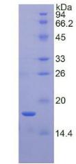 Figure 3. SDS-PAGE