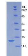 Figure 3. SDS-PAGE