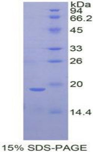 Figure 1. SDS-PAGE