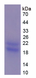 Figure 1. SDS-PAGE