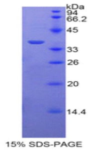 Figure 1. SDS-PAGE