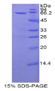 Figure 1. SDS-PAGE