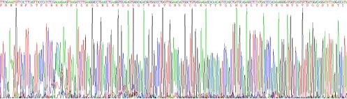 Recombinant Human Permeability Glycoprotein (Pgp)