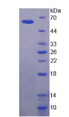 Figure 3. SDS-PAGE