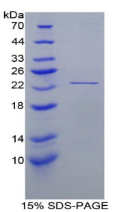 Figure 1. SDS-PAGE