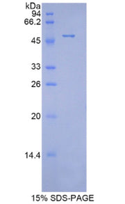 Figure 1. SDS-PAGE