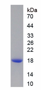 Figure 1. SDS-PAGE