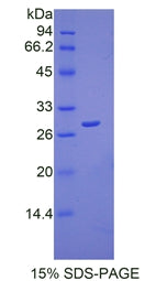 Figure 1. SDS-PAGE