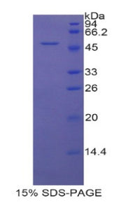 Figure 1. SDS-PAGE