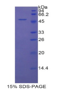 Figure 1. SDS-PAGE