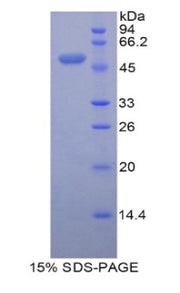 Figure 1. SDS-PAGE