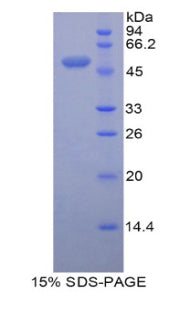 Figure 1. SDS-PAGE